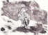 189 - Perching Gyrfalcon