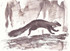 191 - Running Pine Marten