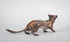 206 - Drill tailed Stoat