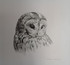 226 - Tawny Owl