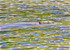 243 - Beaver and Blue Wake