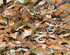 260 - Leaf litter
