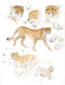 267 - Cheetah studies
