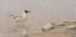 291 - Black-headed Gull in the sea mist