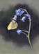 313 - Brimstone on Bluebell