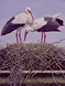 318 - White Storks