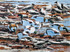 348 - Shelducks and Hoodies feeding in the seaweed, Nexø Sydstrand, Bornholm