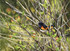 061 - American Redstart