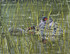 135 - Life on the pond, Little Grebes
