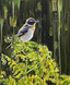 140 - Whinchat