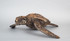204 - Mattock-backed Sea Turtle