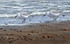 206 - Sanderling pair