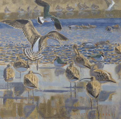 Curlew And Oystercatchers Card - Paper Tiger