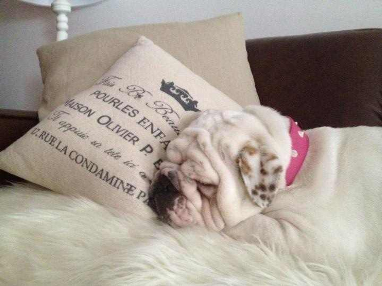 Pearl does Canalside Interiors MEDIA