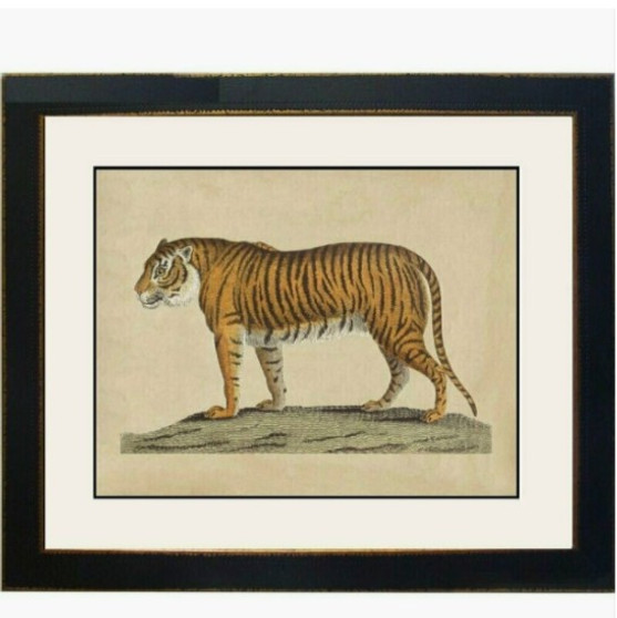 The Tiger Safari Print, encased in an ivory and gold mat classic frame, adds timeless quality and a touch of vintage Hamptons elegance to a bedroom - Canalside Interiors