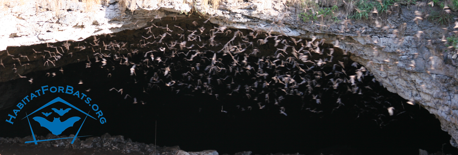 Image of bats leaving Bracken Cave