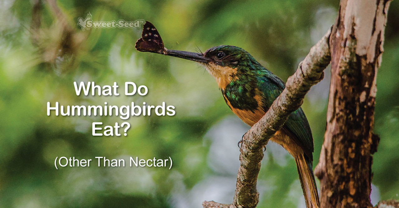 What Do Hummingbirds Eat Other Than Nectar? SweetSeed Micro Batch