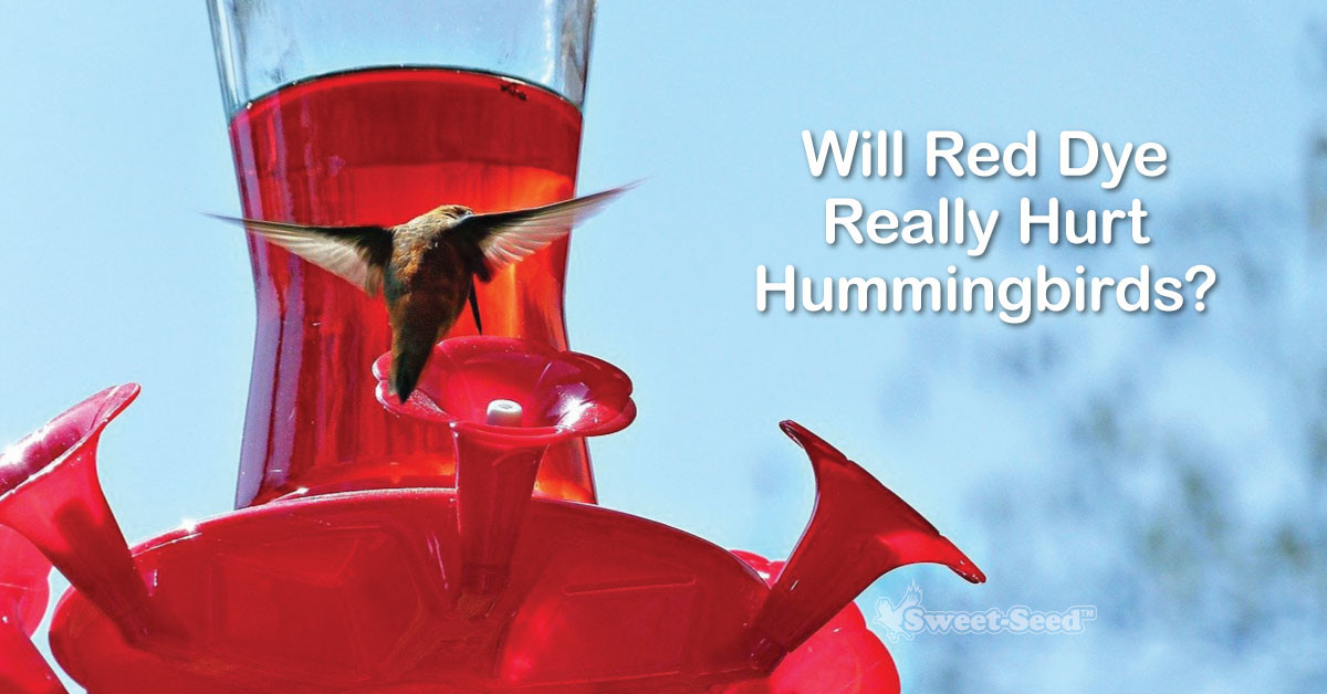 Is There Any Proof That Red Dye in Nectar Will Hurt Hummingbirds