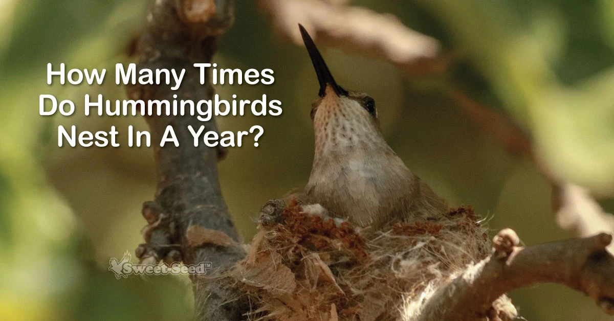 How Many Times Do Hummingbirds Nest in a Year? SweetSeed Micro Batch