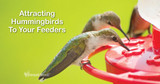 How Can I Attract Hummingbirds to My Feeders?