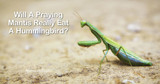 Will a Praying Mantis Actually Eat a Hummingbird?