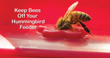 Keep Ants and Bees Away From Your Hummingbird Feeders