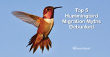 Top 5 Hummingbird Migration Myths