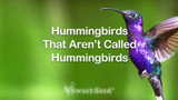 Hummingbirds That Aren’t Called Hummingbirds