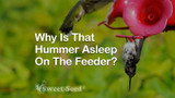 Why Is That Hummingbird Asleep on the Feeder?
