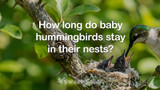 How Long Do Hummingbird Babies Stay in the Nest?