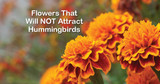 Flowers That Will Not Attract Hummingbirds