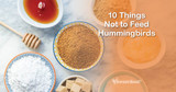 10 Things Not to Feed Hummingbirds