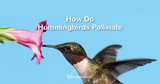 How Do Hummingbirds Pollinate?