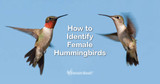 How to Identify Female Hummingbirds How to Identify Female Hummingbirds