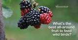 Attract More Birds: The Incredible, Edible Mulberry