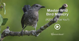 Amazing Wild Bird Mimics R2D2 (Video)