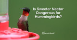 Is Sweeter Nectar Dangerous For Hummingbirds