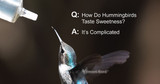 Mystery Solved: How Hummingbirds Taste Sweetness