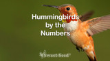 Hummingbirds by the Numbers