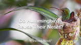 Do Hummingbirds Reuse Their Nests?