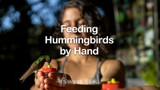 Feeding Hummingbirds by Hand