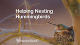Helping Nesting Hummingbirds