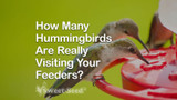 How Many Hummingbirds Are Really Visiting Your Feeders?