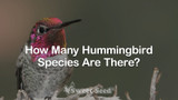 How Many Hummingbird Species Are There?