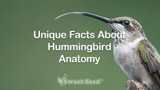 Unique Facts About Hummingbird Anatomy