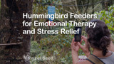 Hummingbird Feeders as Emotional Therapy and Stress Relief