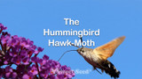 The Hummingbird Hawk-Moth
