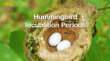 Hummingbird Incubation Periods