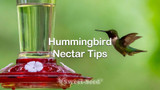 Hummingbird Nectar Tips