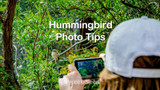 Hummingbird Photo Tips